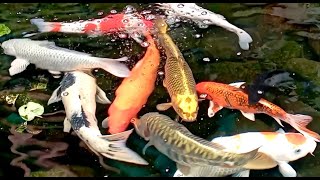 KOI FISH Ikan Hias Jepang in Pond WATER Sound Relaxing HD [upl. by Maryjane]