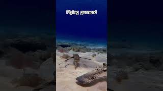 Flying Gurnard spreads its wings pectoral fins🤯 sea fish sealife shorts [upl. by Nahem]