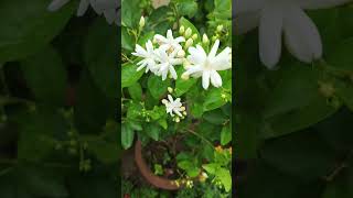 beautiful Juhi flower terrace garden with music YouTube shorts [upl. by Bhayani]