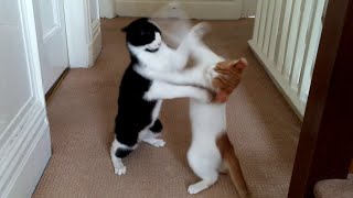 Cat Fight Compilation Video [upl. by Inattyrb]