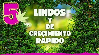 🌸 5 ARBUSTOS que crecen RÁPIDAMENTE para embellecer tu JARDÍN ❗❗ [upl. by Sirrad363]