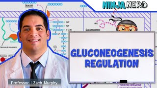 Metabolism  Regulation of Gluconeogenesis [upl. by Bracci]