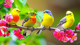 Birds Chirping 4K  247 Bird Sounds Relaxation Instant Relief From Stress Anxiety and Depression [upl. by Leahey]