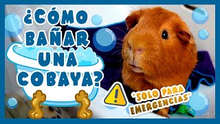 🛀 ¿CÓMO BAÑAR UN COBAYA  CUYO  CUY ANTE UNA EMERGENCIA 🐹 ⚠️¡nunca regular solo excepcional⚠️ [upl. by Kooima]