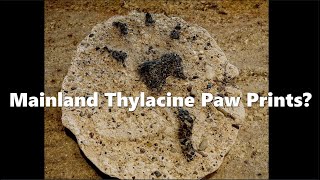 Comparing casts to Canine and Thylacine prints [upl. by Lladnew]