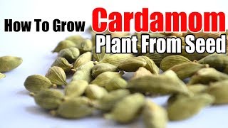 How to Successfully Grow Cardamom Plant from Seed Indoors [upl. by Clellan]