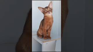 Abyssinian Ruddy Kitten [upl. by Dehsar]