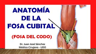 🥇 FOSA CUBITAL  FOSA DEL CODO Anatomía Rápida y Sencilla [upl. by Hough629]