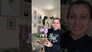 How to mount your orchid indoors orchidslover plantstyling plantcare [upl. by Inoue]