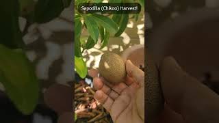 Manilkara zapota also called sapodilla sapote naseberry nispero or chicle shorts [upl. by Gabel]