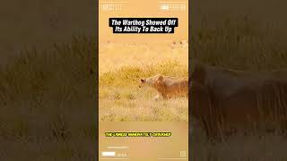 The warthog showed off its ability to back up Part 2 shortsvideo wildanimal animals [upl. by Tnerual193]