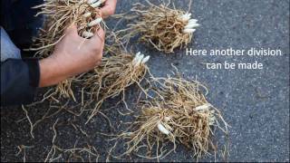 The Dividing of hardy Ladys Slipper Orchids in the Garden [upl. by Benito]