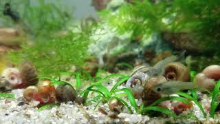 Guppies Ramshorn snails planted aquarium [upl. by Beall]