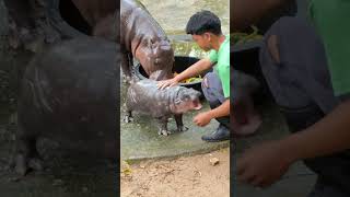 moo deng the cute hippo the new star in thailand [upl. by Crocker]