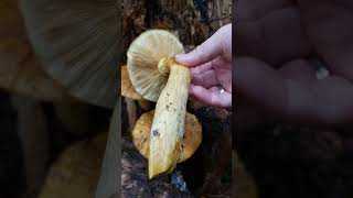 Harvesting Gymnopilus ventricosus inedible inactive but fun to pick mushrooms mycology fungi [upl. by Igor]