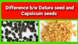 Difference Between Datura Seeds And Capsicum Seeds [upl. by Adnema]