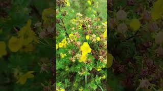 Цветение Лапчатки Goldfinger кустарниковой  Potentilla Goldfinger [upl. by Edholm110]