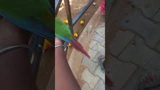 Parrott🦜😻lovesongbgm [upl. by Raphaela]