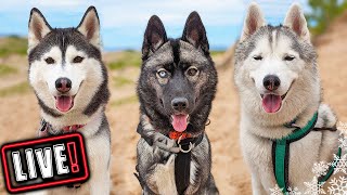 Husky Hangout LIVE 🔴 LIVE Q amp A With our Siberian Huskies [upl. by Haon574]