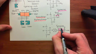 Type 1 Phosphoinositide 3Kinase Enzymes Part 6 [upl. by Bandler96]