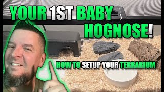 Your first baby Western Hognose Snake How to setup your terrarium [upl. by Arikahs]