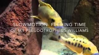 Slowmotion feeding time of My Pseudotropheus Williamsi [upl. by Mikal]