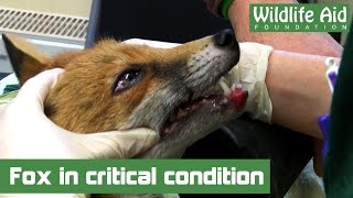 Fox in critical condition now [upl. by Kellie785]