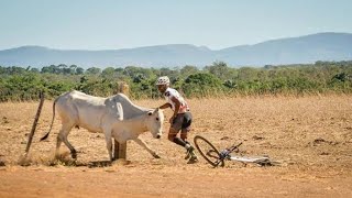 TOP 5 BOI CORRENDO ATRÁS DE CICLISTAS 2021 [upl. by Kenzi]