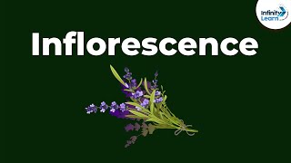 Types of Inflorescence  Morphology of Flowering Plants  Dont Memorise [upl. by Sorenson]