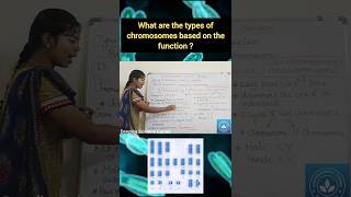 Types of Chromosome based on the Function [upl. by Hareehat]