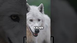 Kangal vs wolf which one is better [upl. by Idorb]