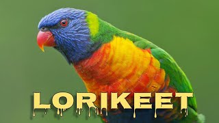 Rainbow lorikeet sounds [upl. by Kreiker]