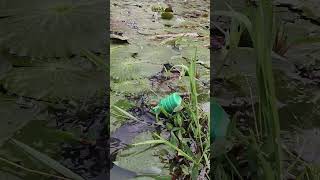 Float Fishing fishing singlehookfishing fishingmethods [upl. by Kisung]