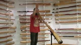 How To Imitate Animal Sounds On The Didgeridoo [upl. by Anitel780]