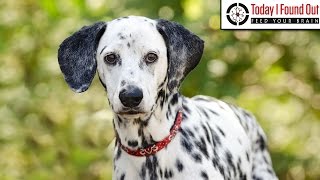 Why are Dalmatians the Traditional Dog of Choice at Firestations [upl. by Gemoets259]