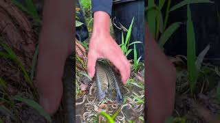 Unique Fishing  Man Catching Giant Catfish on Rice Field [upl. by Hannover]