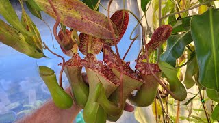 introduction to some great nepenthes for beginners [upl. by Nilrem167]