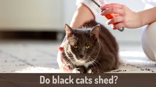 😻Do Black Cats Shed  Why Is My Black Cat Shedding So Much  Everything You Need To Know ❤️ [upl. by Baugh]