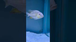 Heckelli cichlid🐠 heckellifish cichlids fish fishtank aquarium beautifulfish ytshorts cute [upl. by Carolus476]