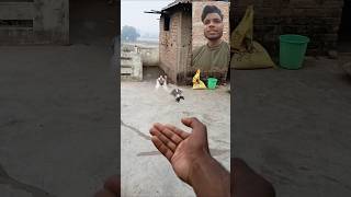 pigeon training pigeons reaction publicreaction kabutar pigeonshorts trendingshort [upl. by Lazor218]