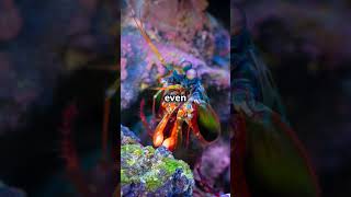 8 Incredible Abilities of Mantis Shrimp You Didnt Know About [upl. by Aicssej]