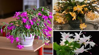 Beautiful Christmas Cactus Varieties  Schlumbergera truncata [upl. by Boyes]