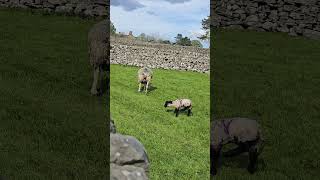 Grassington Snake walk  Yorkshire Dales National Park walk yorkshiredales [upl. by Dianuj283]