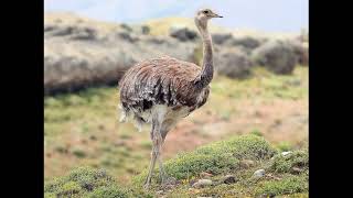 Kiwis Rheas Tinamous [upl. by Weider]