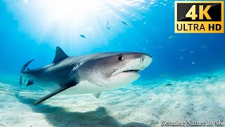 Our Planet  Animals Of Ocean 4K Shark 4K ULTRA HD  Scenic Relaxation Film With Calming Music [upl. by Assillem859]