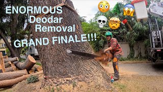 ENORMOUS Deodar Removal GRAND FINALE [upl. by Asoral]