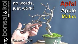 Bonsai 202421  no words just work  Apfel  Apple  Malus [upl. by Neraa361]