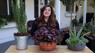 How to Bring plants Indoors for the Winter [upl. by Zoie]