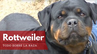 Rottweiler Todo lo que Debes Saber sobre esta raza  Terránea [upl. by Eseenaj339]