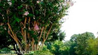 Altamonte Springs Tree Nursery Cooks Discount Tree Farm [upl. by Elleivap]